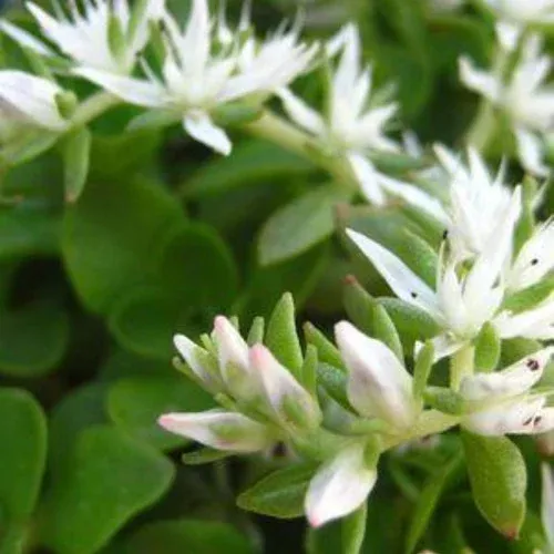 ‘Larinem Park’ Stonecrop (Sedum)