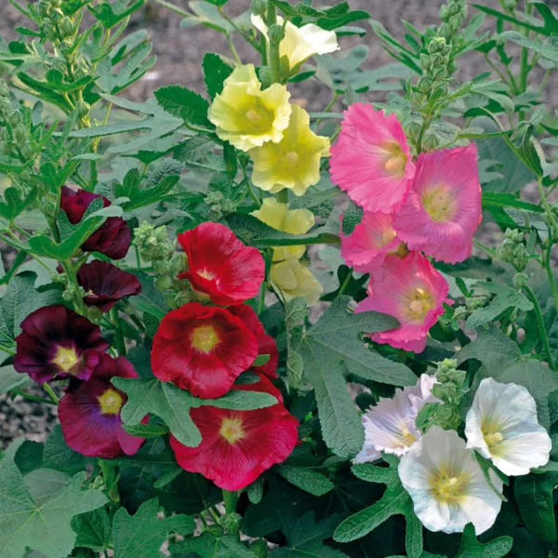 ‘Las Vegas’ Fig Leaf Hollyhock | Alcea
