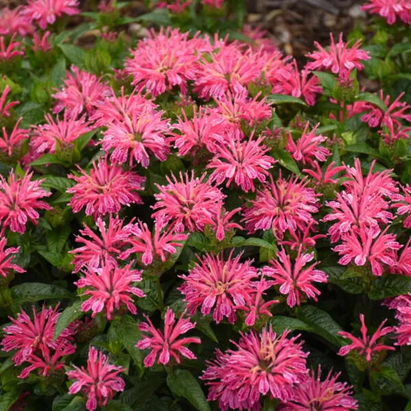 ‘Leading Lady Pink’ Bee Balm (Monarda)