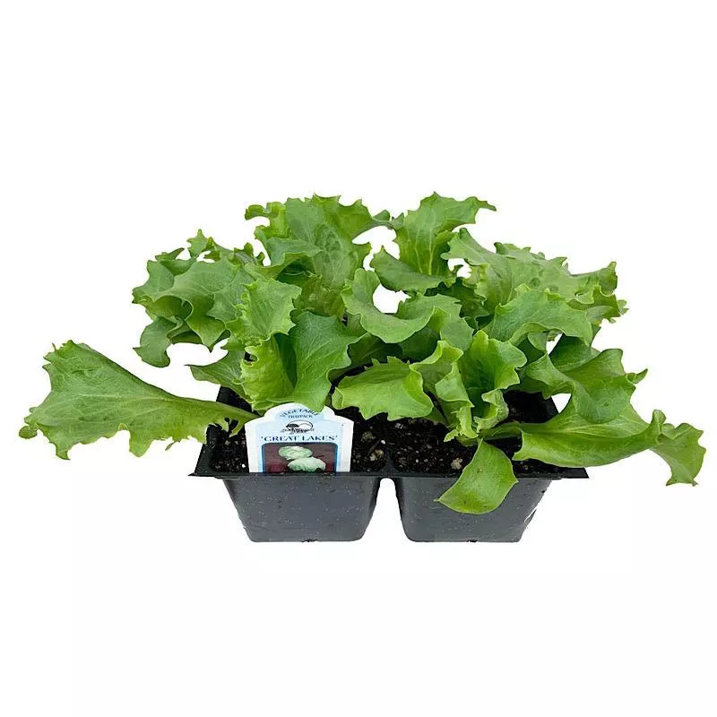 Lettuce ‘Great Lakes Iceberg’Traypack