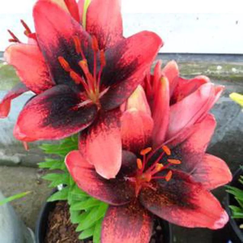 Lilium asiatic ‘Tiny Shadow’
