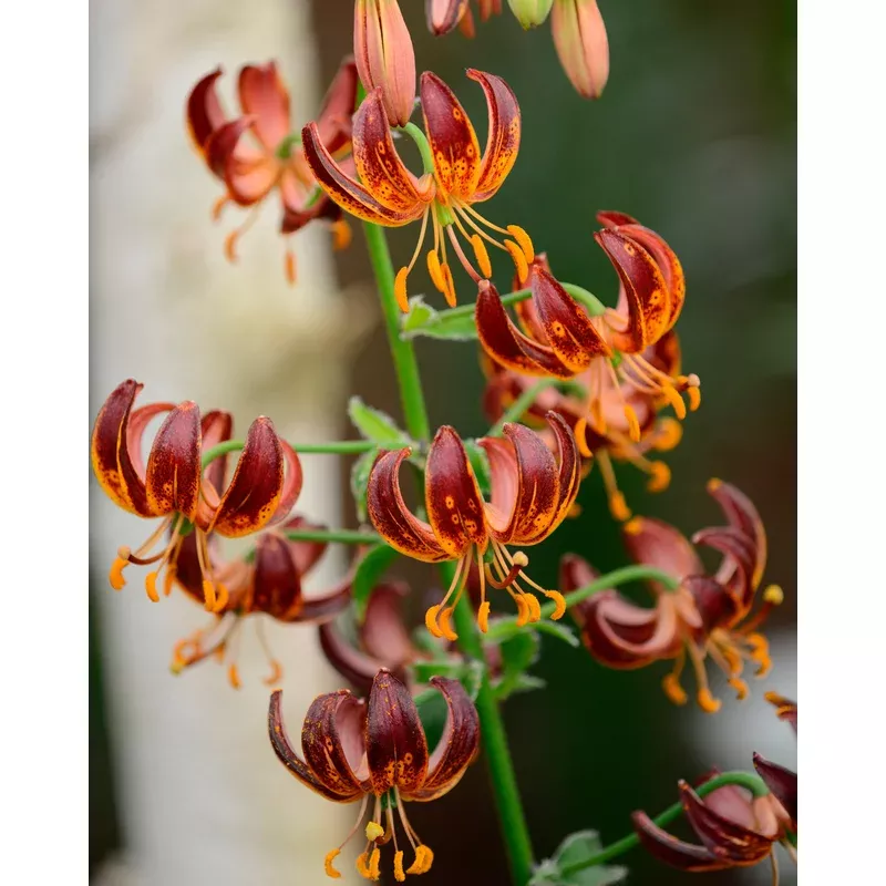 lily-arabian-knight Lily ‘Arabian Knight’