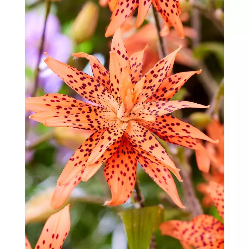 Lily ‘Flore Pleno’
