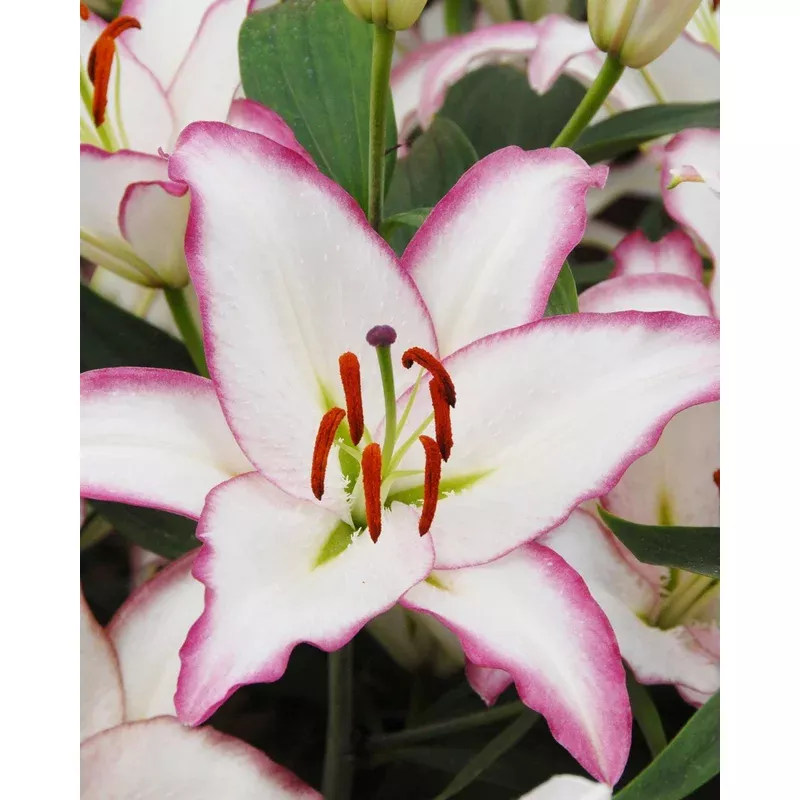 lily-hotline Lily ‘Hotline’