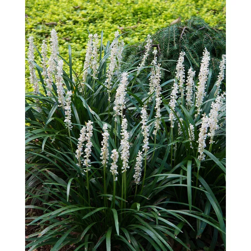 liriope-monroe-white Liriope ‘Monroe White’
