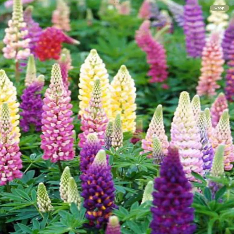 lupinus-popsicle-mix Lupinus Popsicle Mix