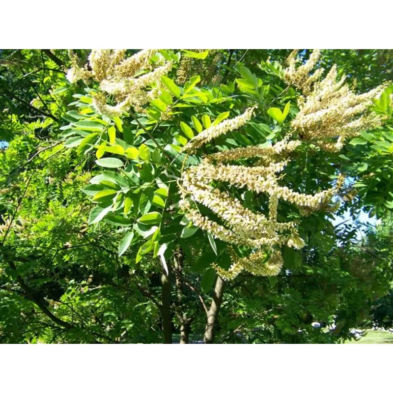 Maackia amurensis 1.75″