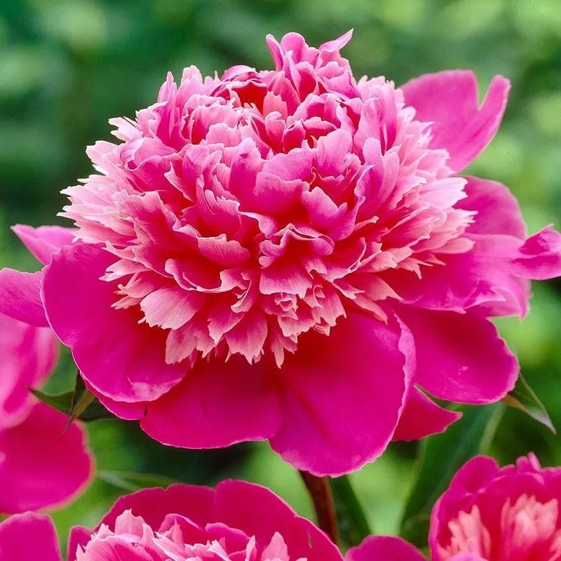 ‘Madame Emile Debatane’Peony