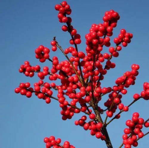 magical-berry-winterberry Magical Berry Winterberry