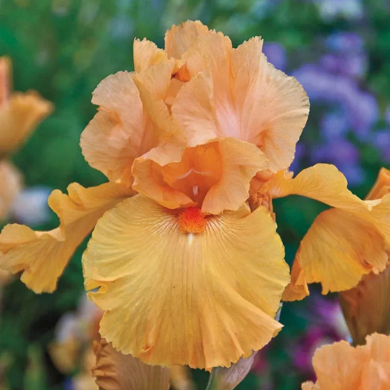 Magical Glow Bearded Iris