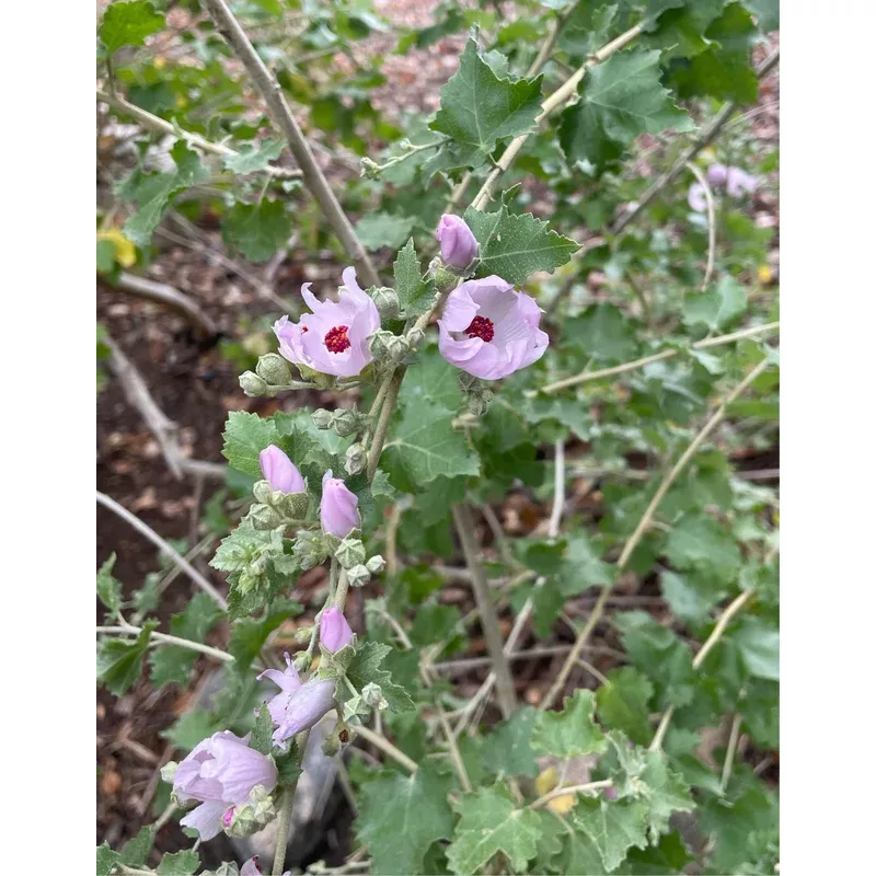 malacothamnus-fasciculatus-chaparral-mallow Malacothamnus fasciculatus Chaparral Mallow
