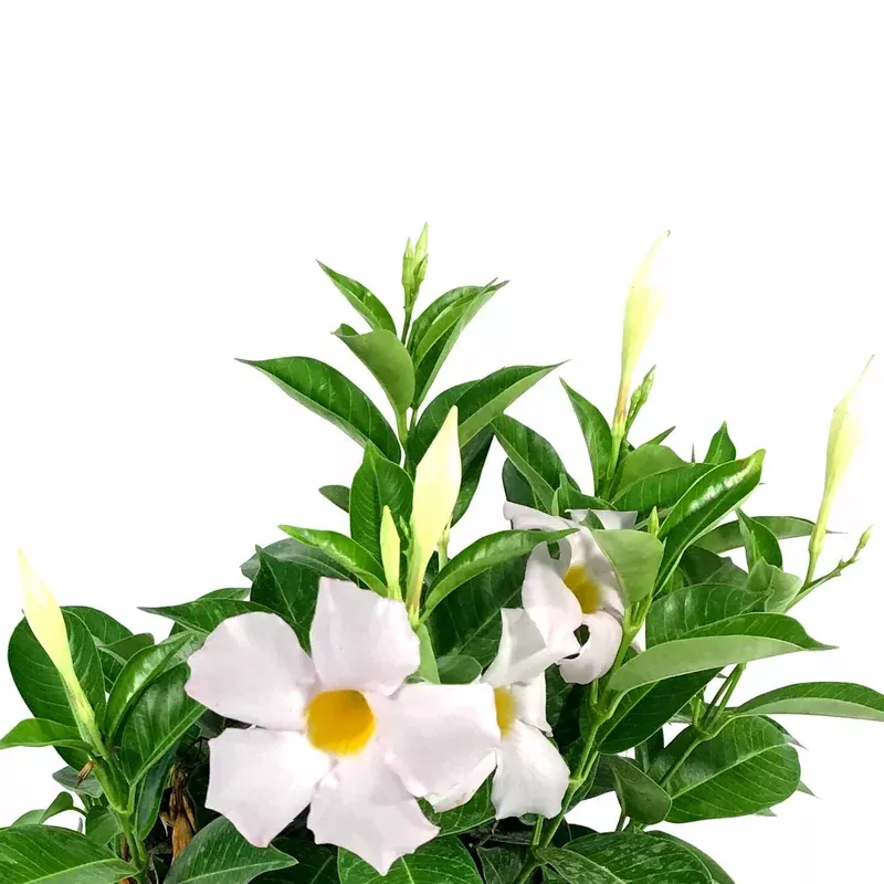 mandevilla-6in-white Mandevilla 6in White