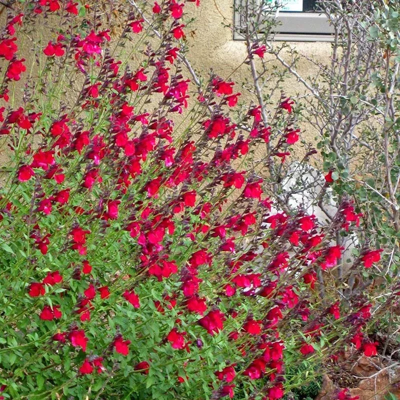 maraschino-salvia Maraschino Salvia