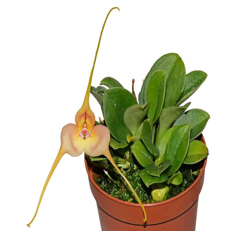 masdevallia-microptera Masdevallia microptera