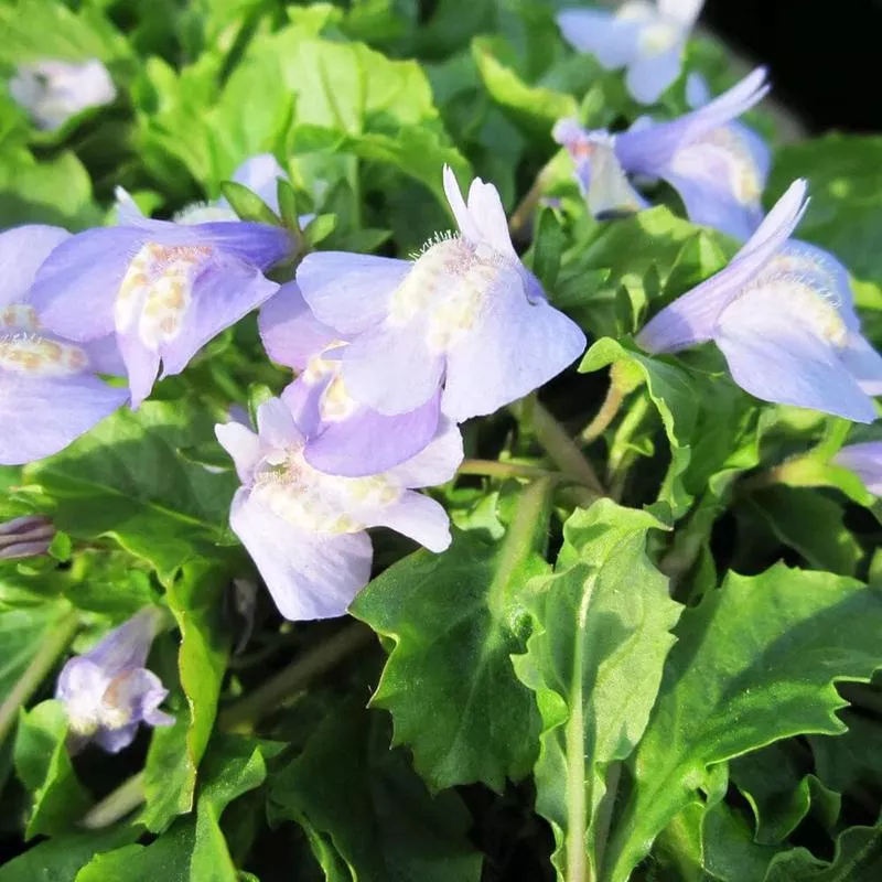 mazus-reptans-aquatic-pond-plant-chinese-marshflower Mazus Reptans Aquatic Pond Plant - Chinese Marshflower