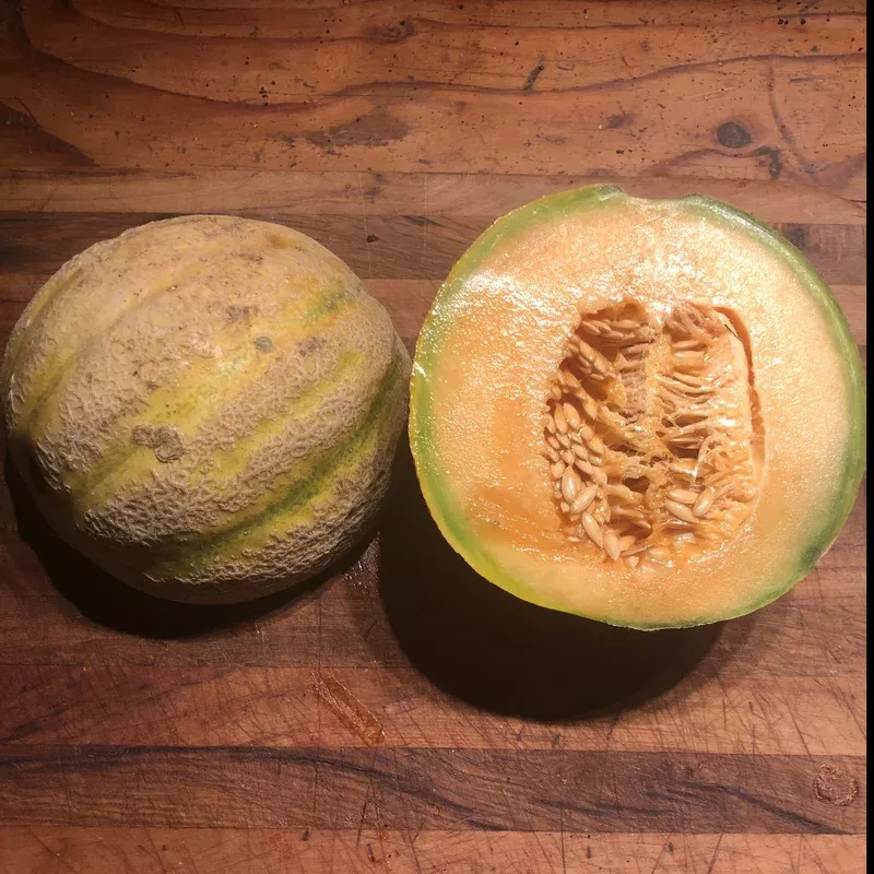 melon-iroquois Melon Iroquois