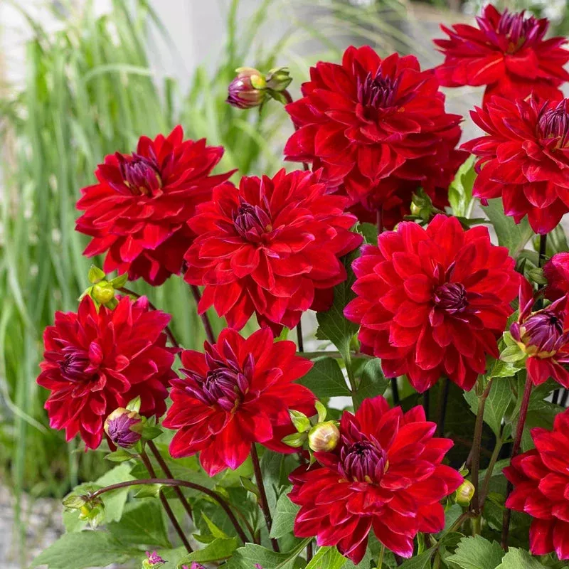 menorca-dahlia Menorca Dahlia
