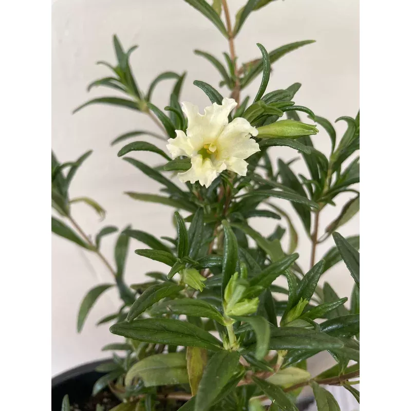 mimulus-bifidus-white Mimulus bifidus – White