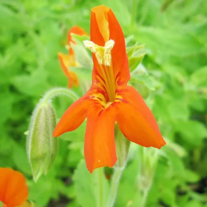 Mimulus Cardinalis Aquatic Pond Plant - Scarlet Monkey Flower