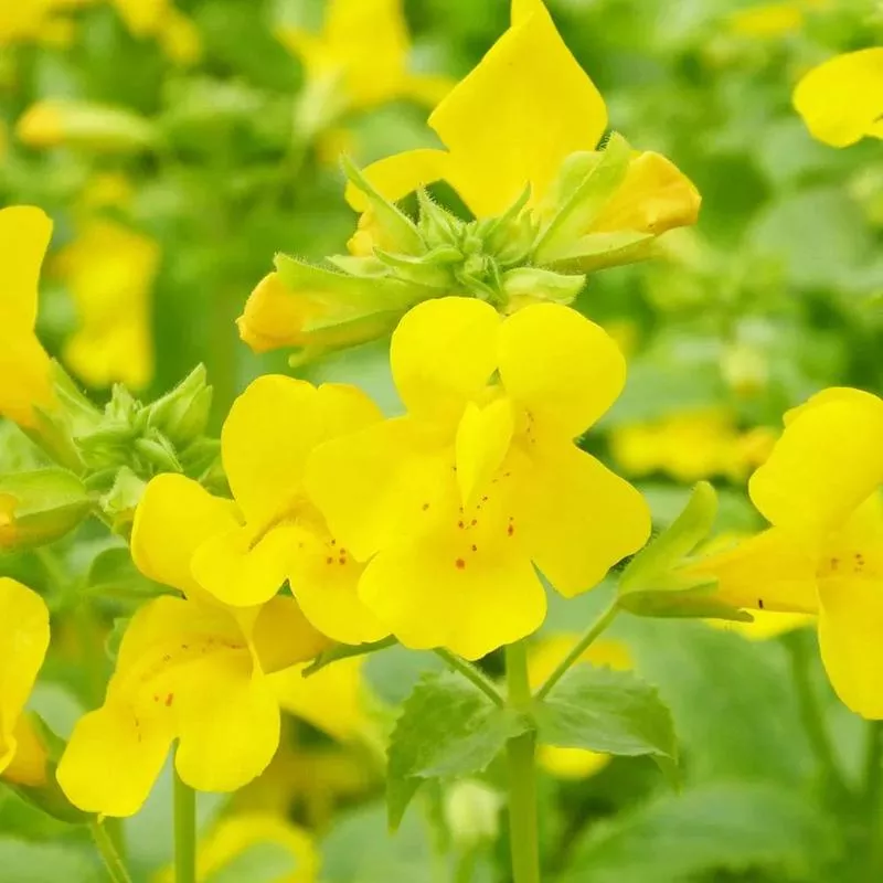 Mimulus Guttatus Aquatic Pond Plant - Common Monkey Flower