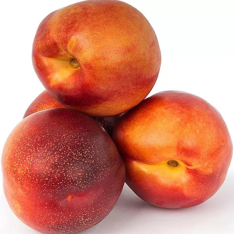mini-sol-dorado-nectarine-tree Mini Sol Dorado Nectarine Tree