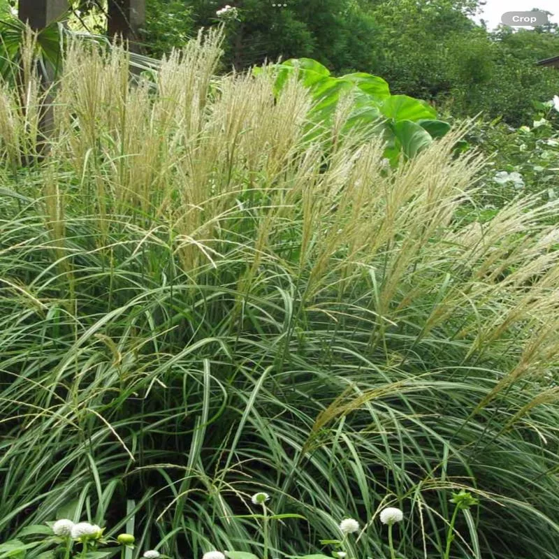 miscanthus-adagio Miscanthus Adagio