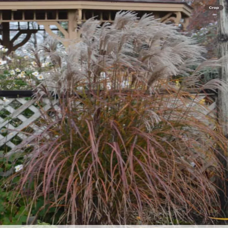 miscanthus-oktoberfest Miscanthus Oktoberfest