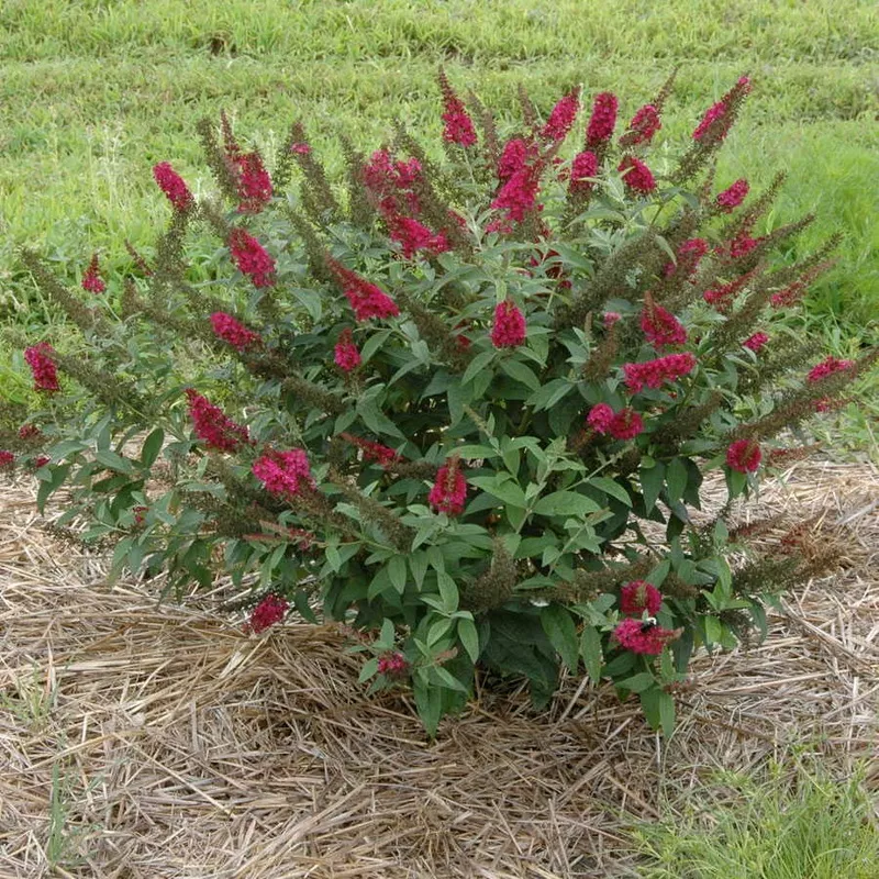 ‘Miss Molly’ Butterfly Bush (Buddleia) – 2 Gallon Potted Shrub