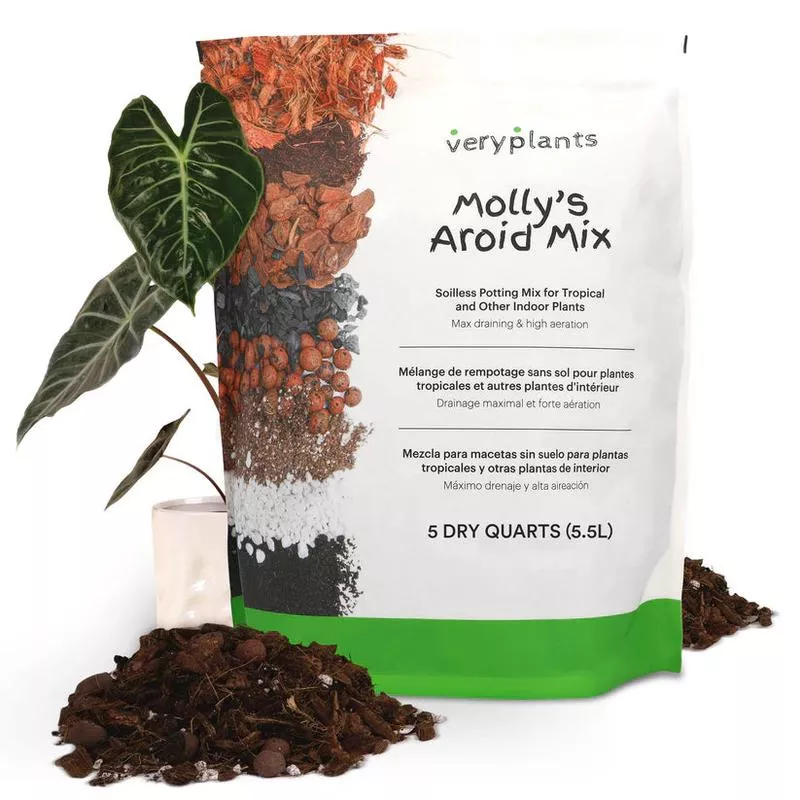 molly-s-aroid-mix Molly's Aroid Mix
