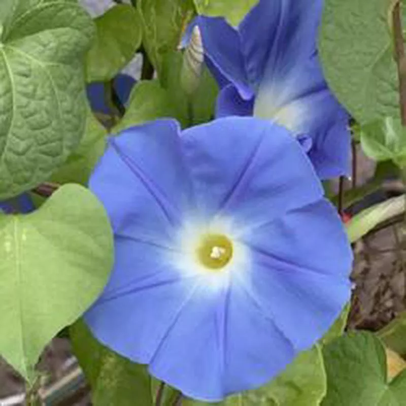 Morning Glory Vine - Heavenly Blue