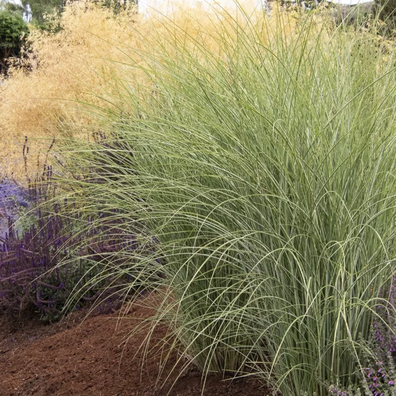 ‘Morning Light’ Maiden Grass | Miscanthus sinensis