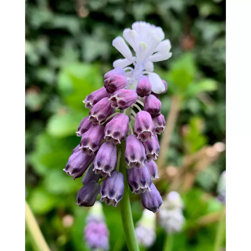 muscari-grape-ice Muscari ‘Grape Ice’