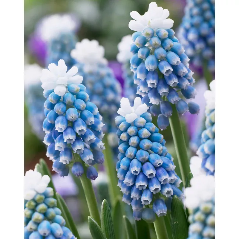 muscari-mount-hood Muscari ‘Mount Hood’