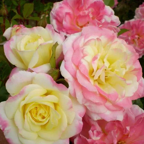 music-box-rose Music Box Rose