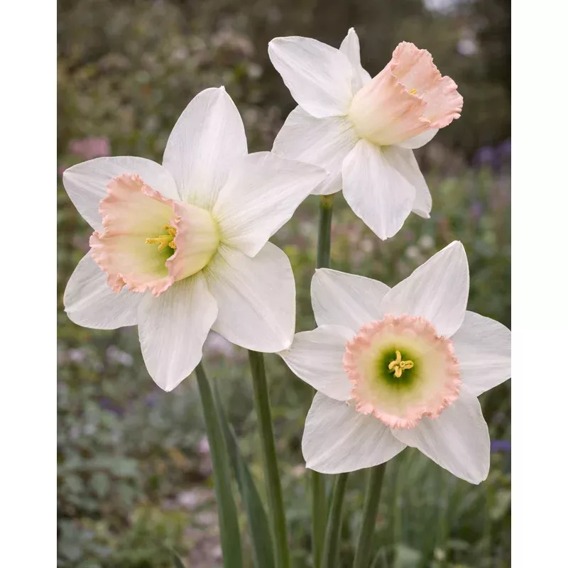 narcissus-blushing-belle Narcissus ‘Blushing Belle’