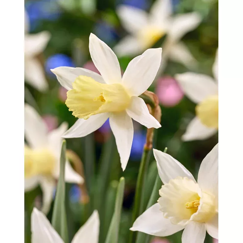 narcissus-elka Narcissus ‘Elka’