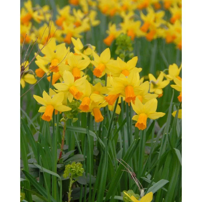 narcissus-jetfire Narcissus ‘Jetfire’