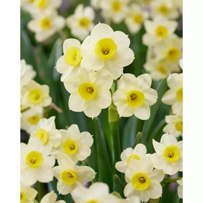 narcissus-minnow Narcissus ‘Minnow’