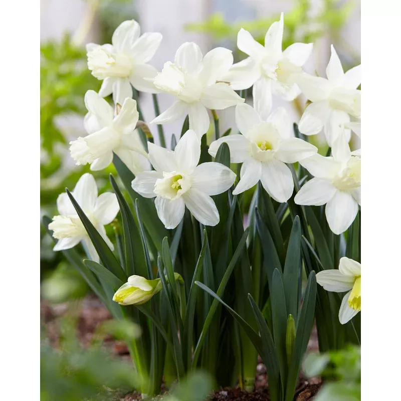 narcissus-snow-baby Narcissus ‘Snow Baby’