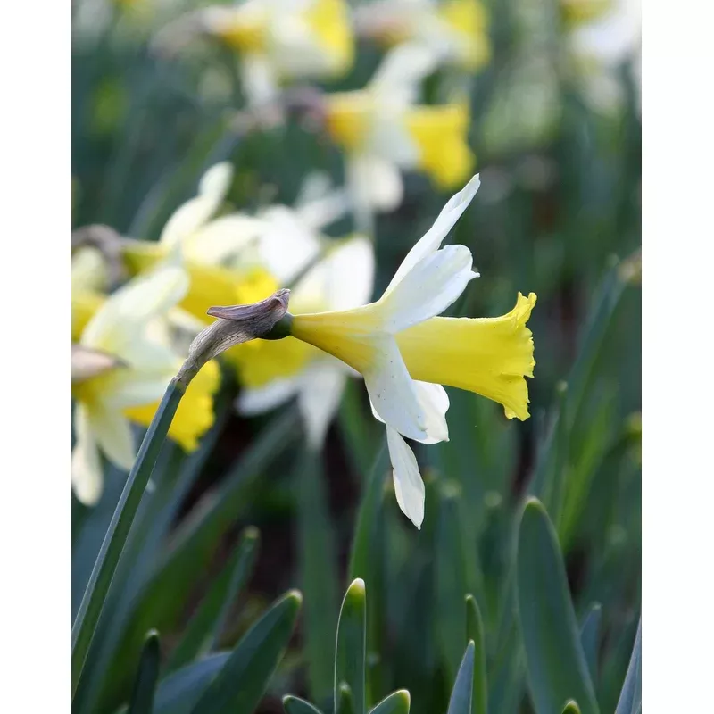narcissus-topolino Narcissus ‘Topolino’