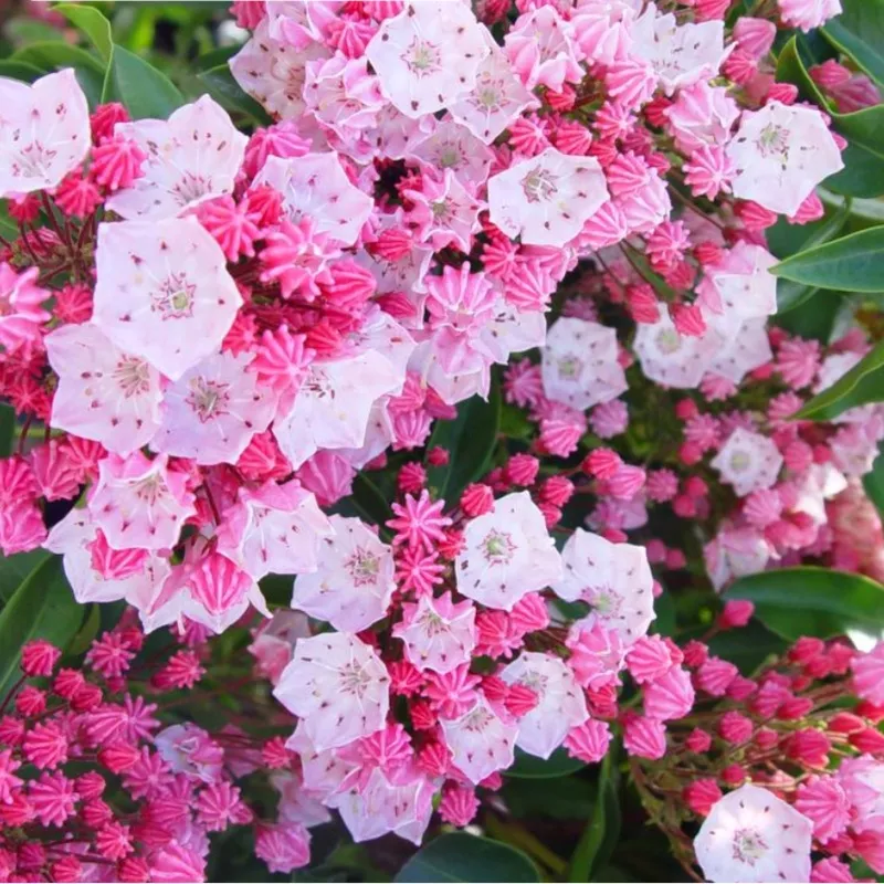 ‘Nathan Hale’ Mountain Laurel | Kalmia Latifolia