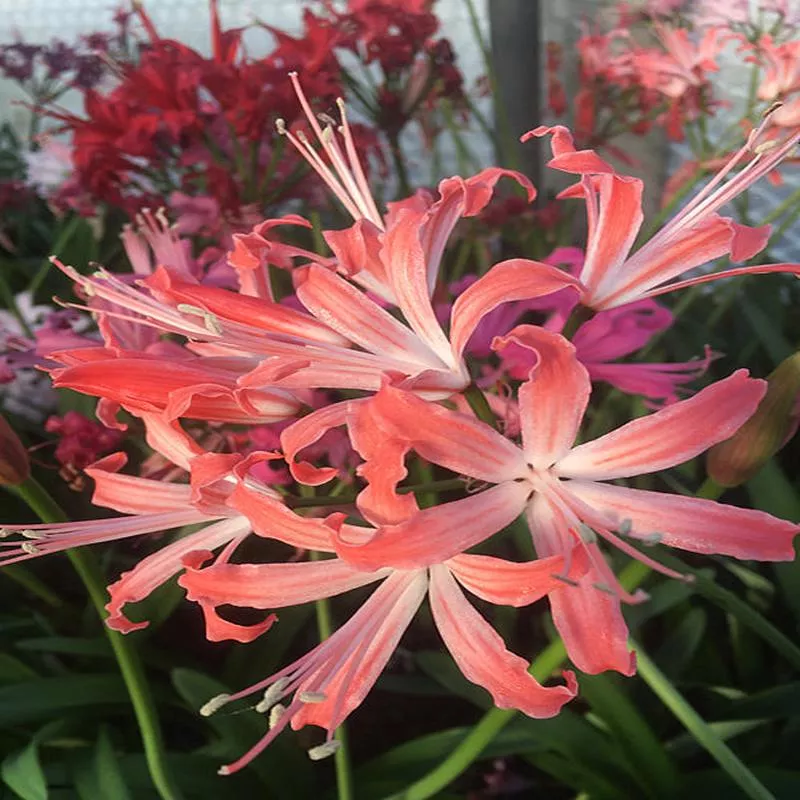 NERINE ‘BRAHMS’ 27