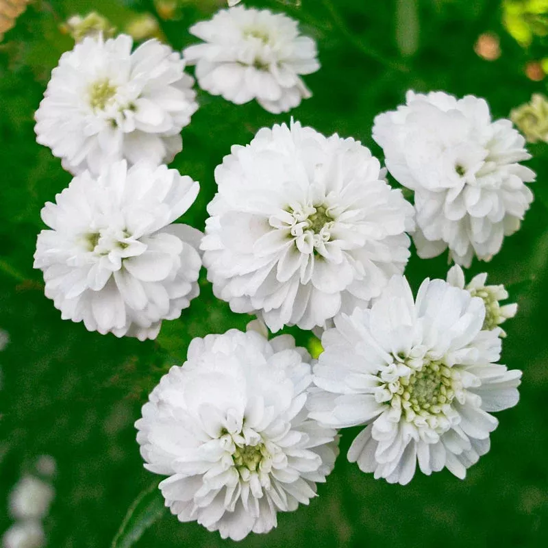 noblessa-double-yarrow Noblessa Double Yarrow