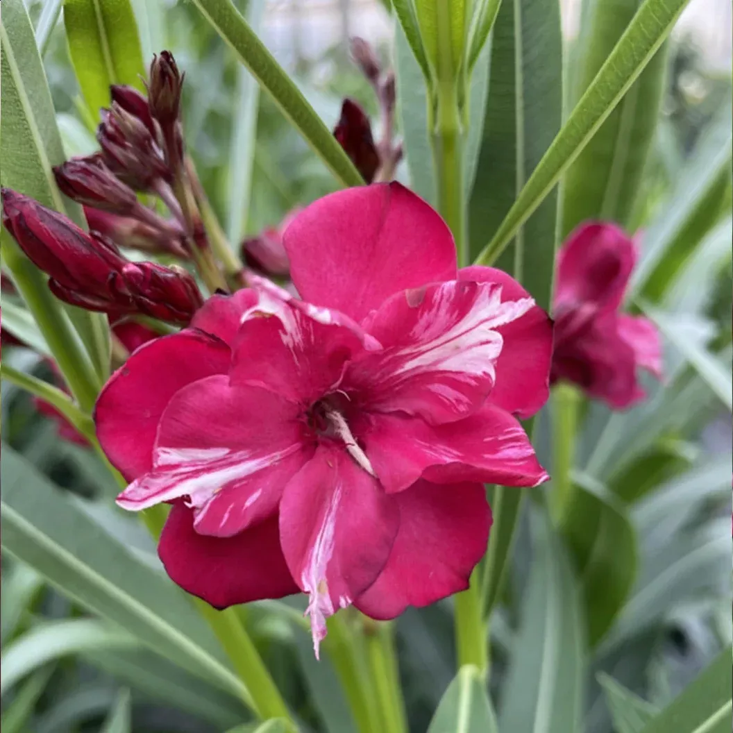 ¡OLÉ! Bicolor Red Oleander Shrub