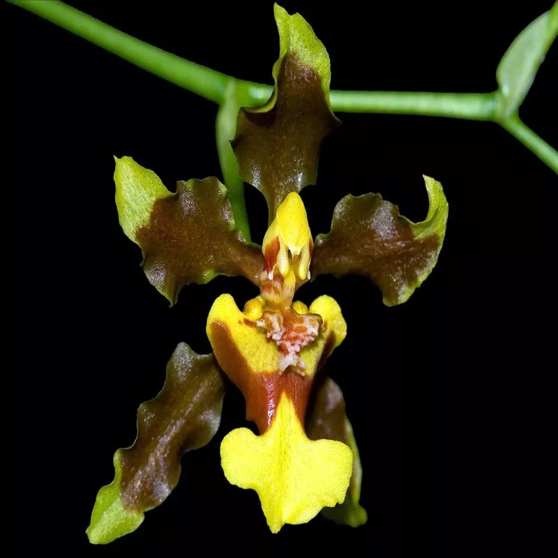 Oncidium schmidtianum