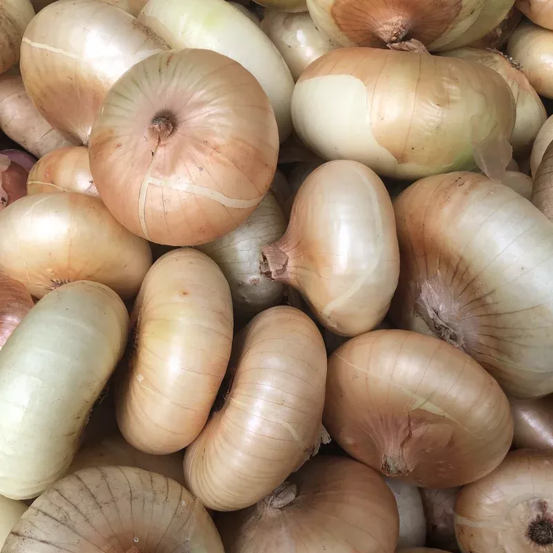 Onion Cippola Borettana