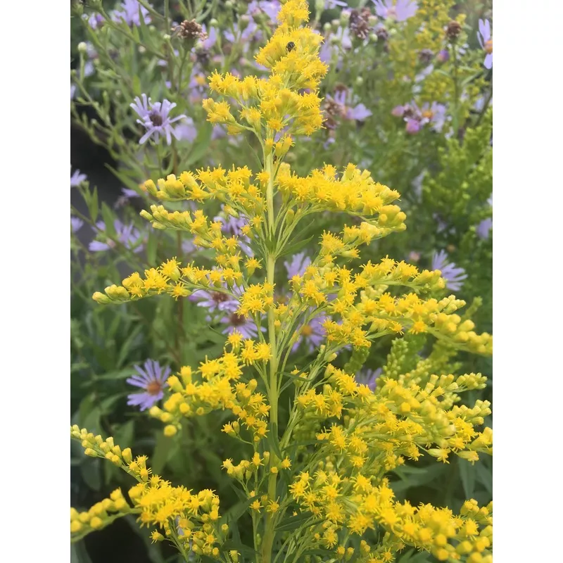 ontario-native-pollinator-seeds-custom-mix-david-suzuki-foundation Ontario Native / Pollinator Seeds – Custom Mix for David Suzuki Foundation