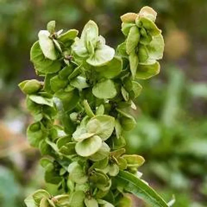Orach Lime Green