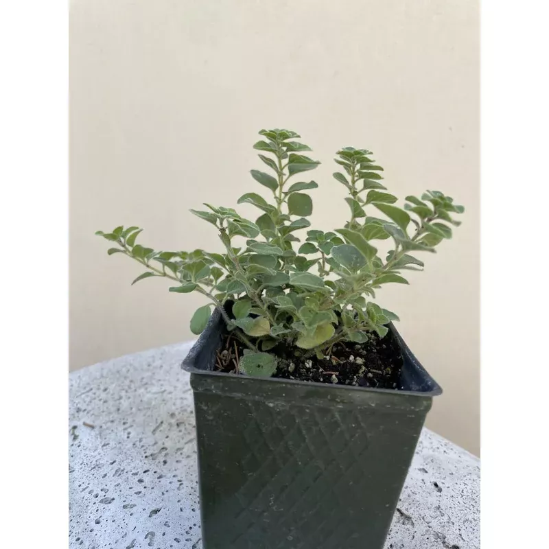 organic-oregano-please-call-shop-availability Organic Oregano – Please call shop for availability