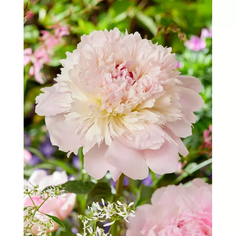 Paeonia ‘Alertie’